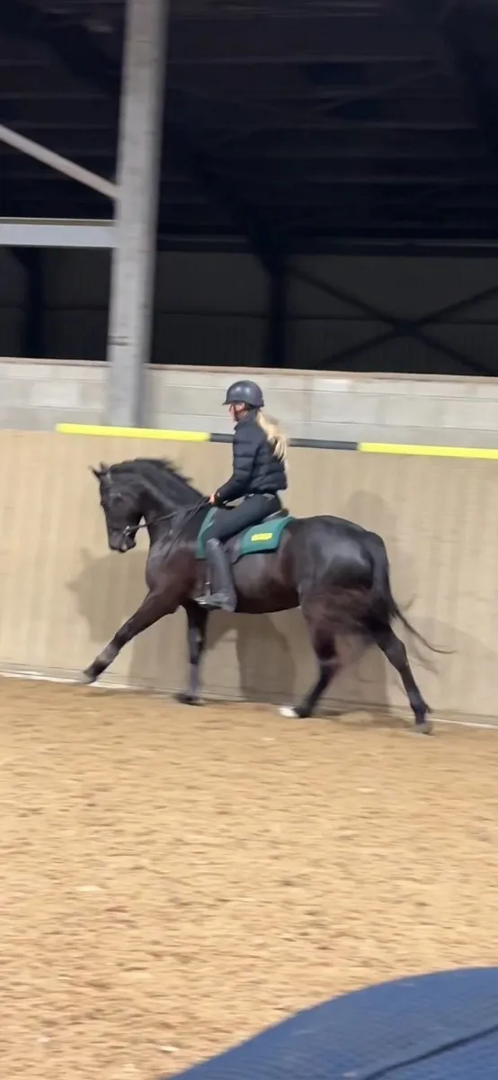 Black Connemara Gelding - Image 3