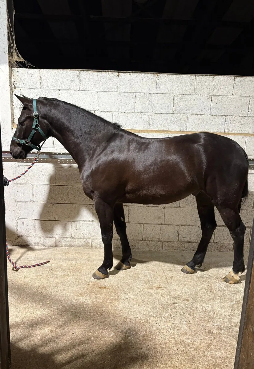 Black Connemara Gelding - Image 1