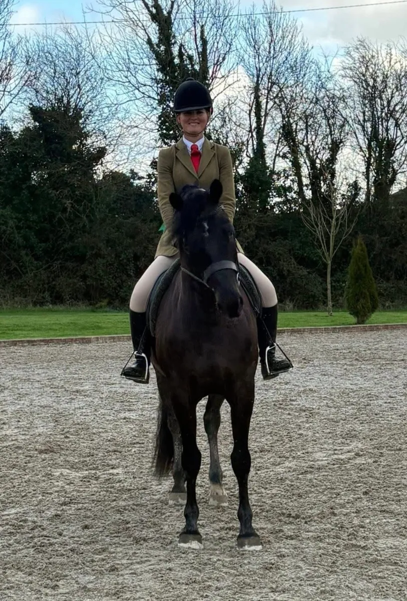 Black Connemara Gelding - Image 2