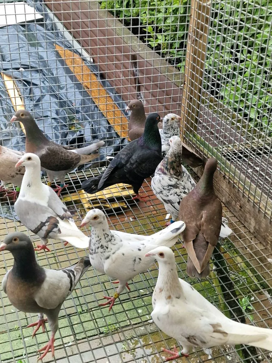 Colour racers - Image 3