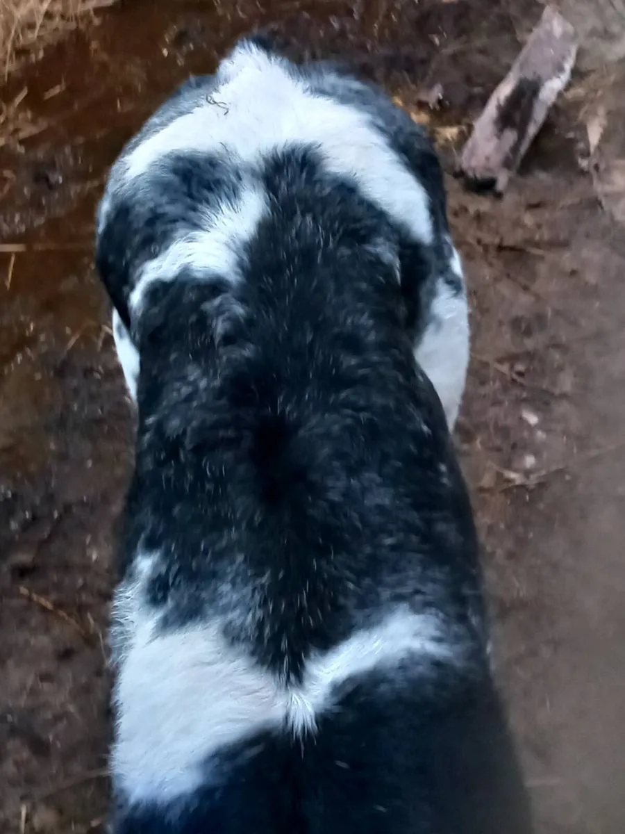 Foster calf - Image 2