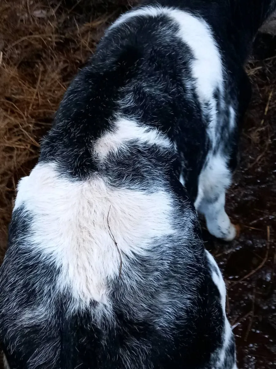 Foster calf - Image 3