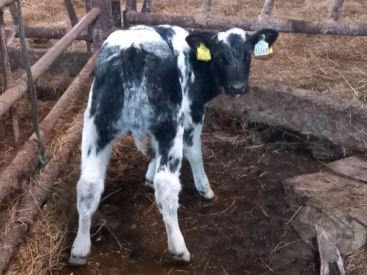 Foster calf - Image 4