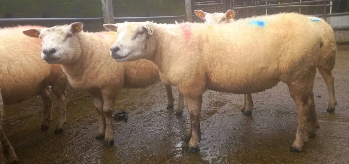 In lamb Texel Ewes - Image 2