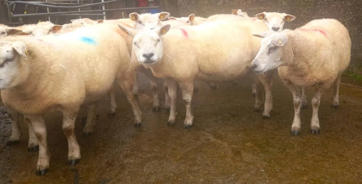 In lamb Texel Ewes - Image 1