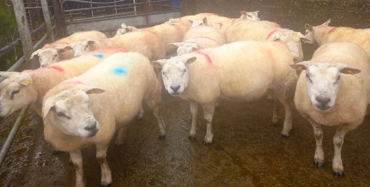 In lamb Texel Ewes - Image 3