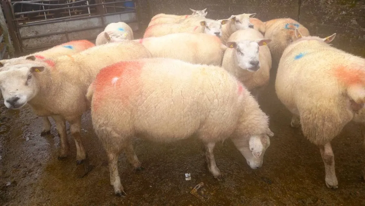 In lamb Texel Ewes - Image 4