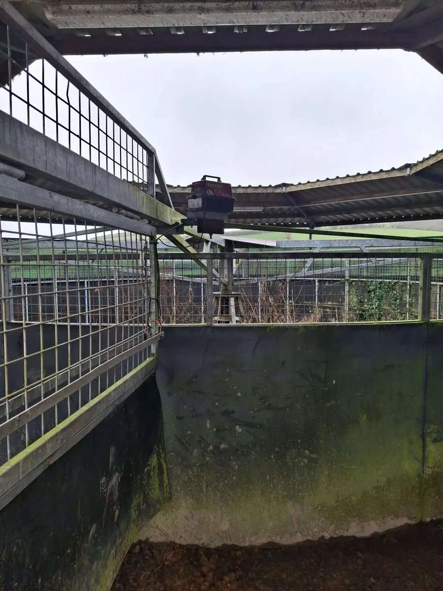 Equestrian Horse Walker - Image 2