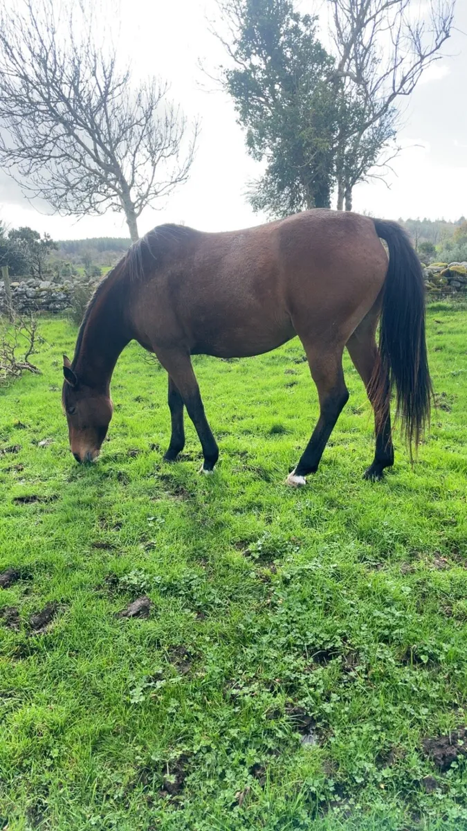 6 year old filly - Image 1