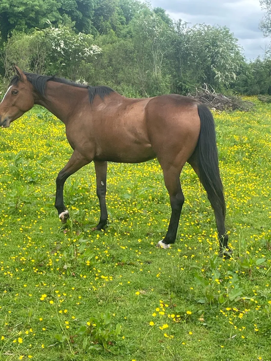 6 year old filly - Image 2