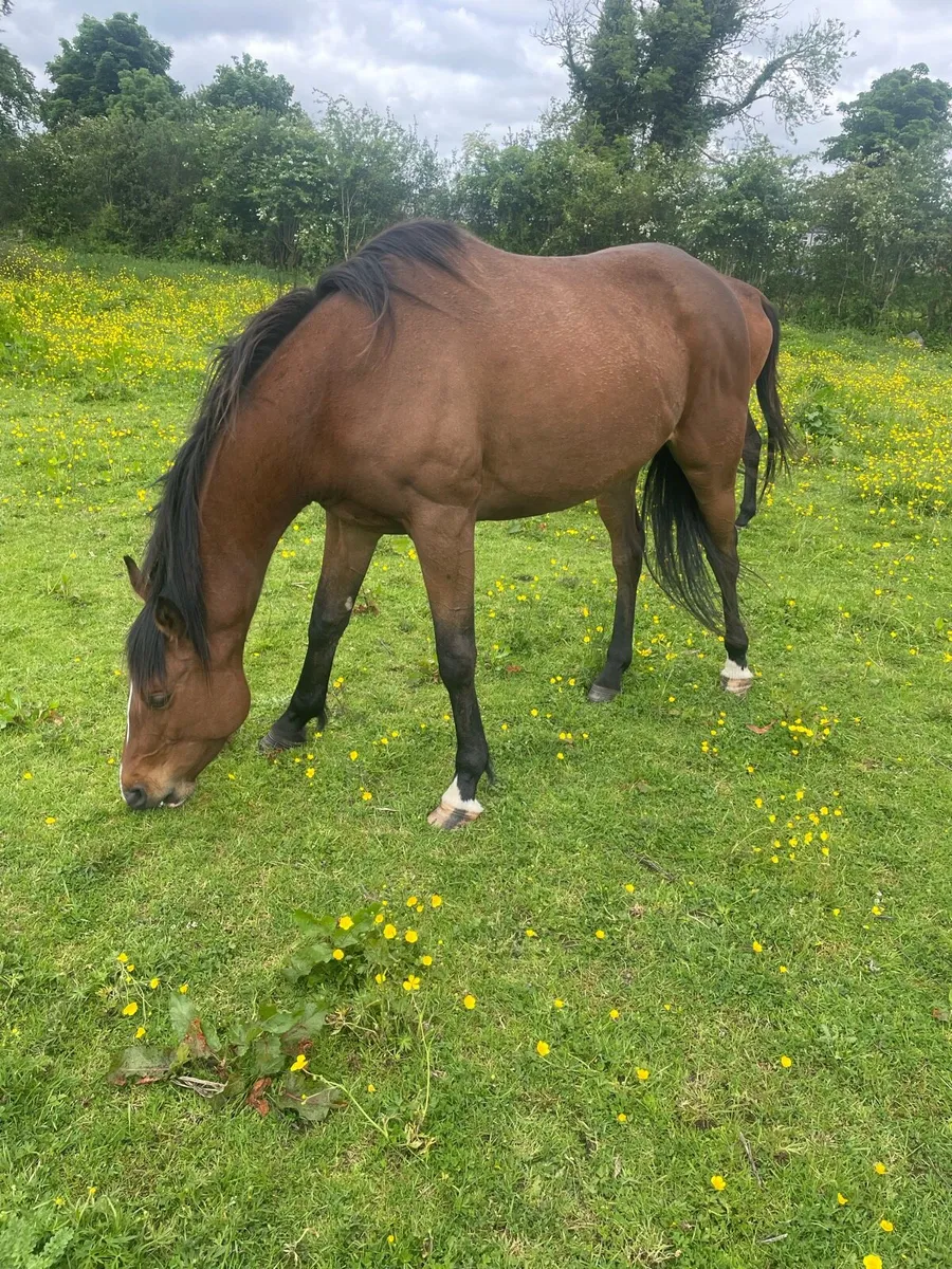 6 year old filly - Image 3