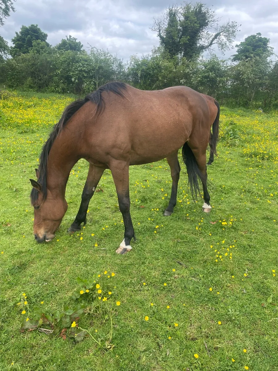 6 year old filly - Image 4