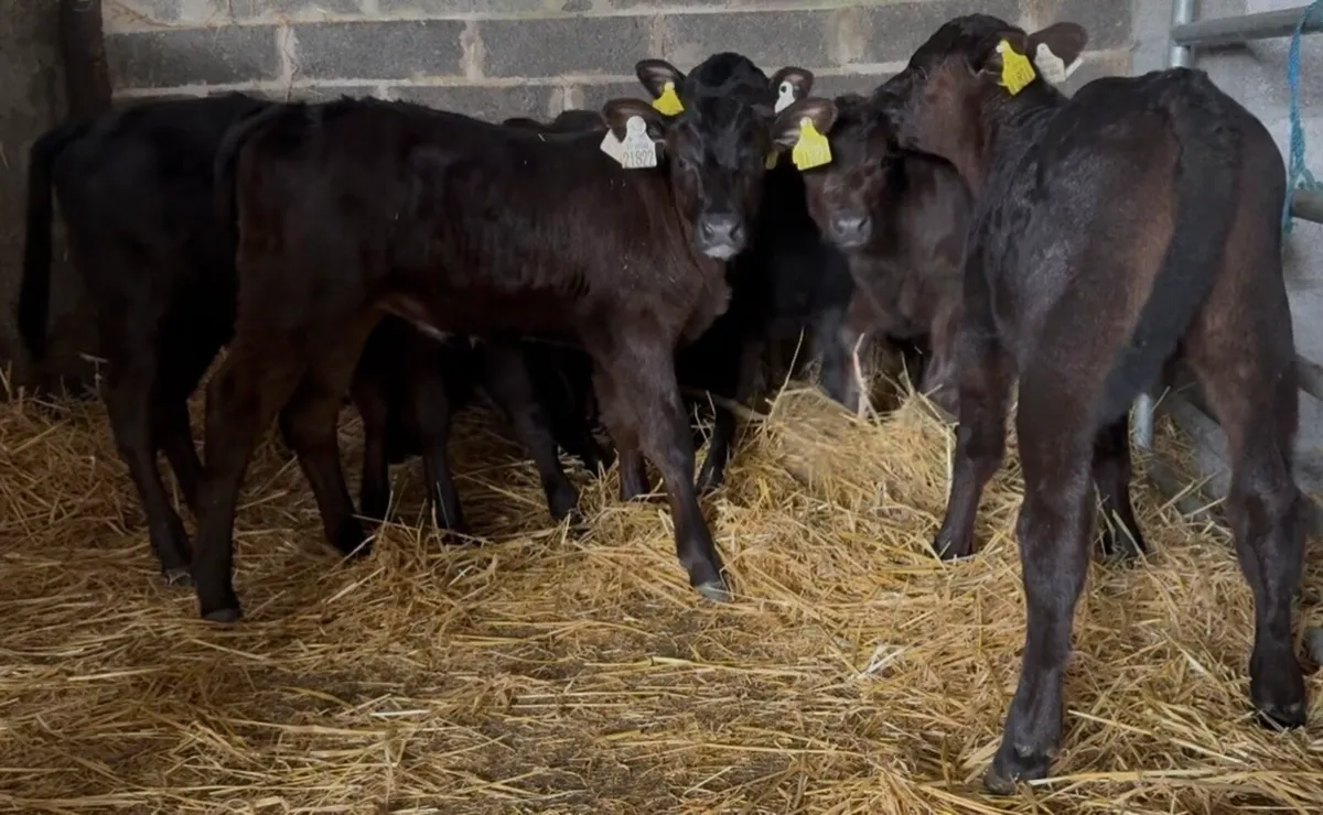 30 smashing AA heifer calves - Image 1