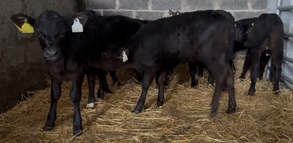 30 smashing AA heifer calves - Image 2