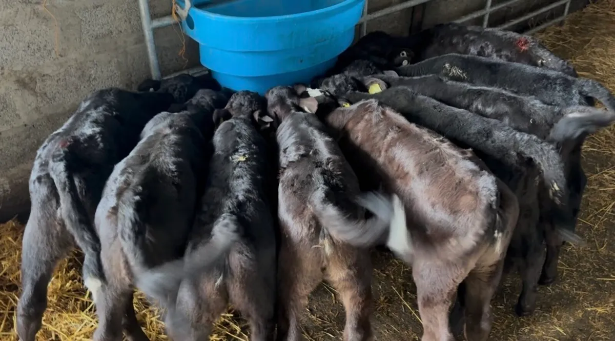 30 smashing AA heifer calves - Image 3