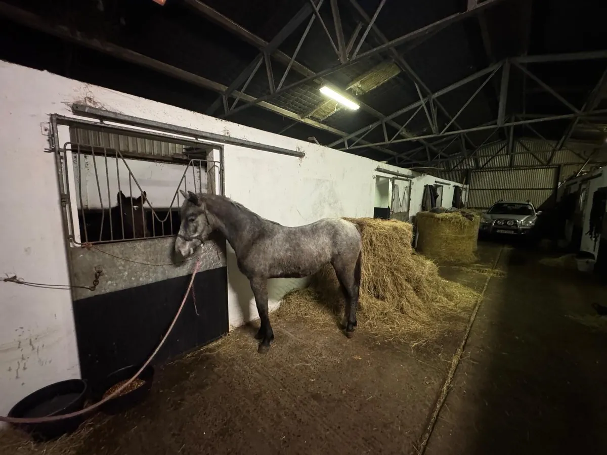 Connemara Yearling - Image 2