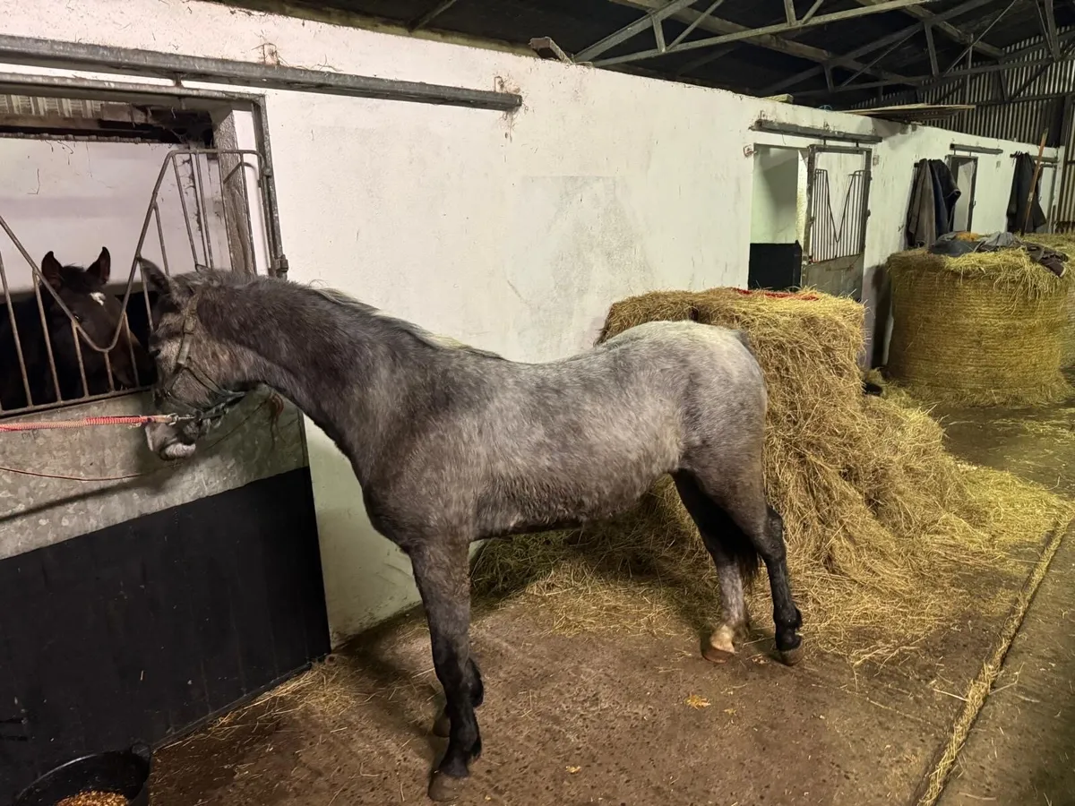 Connemara Yearling - Image 3