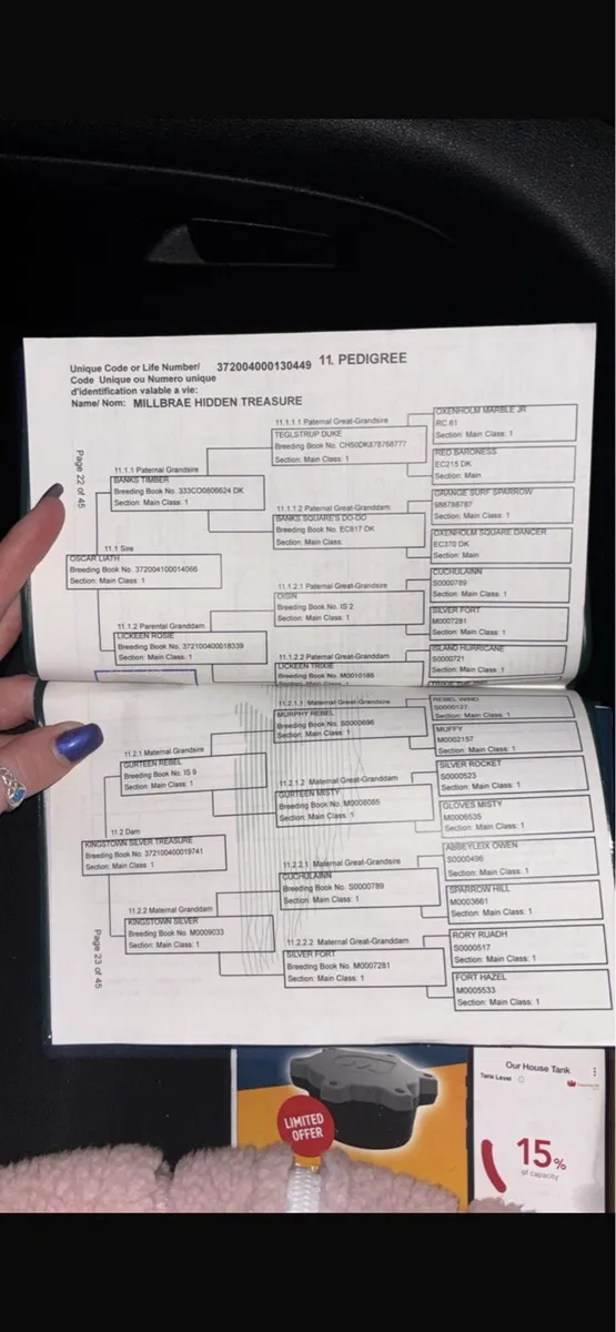 Connemara Yearling - Image 4