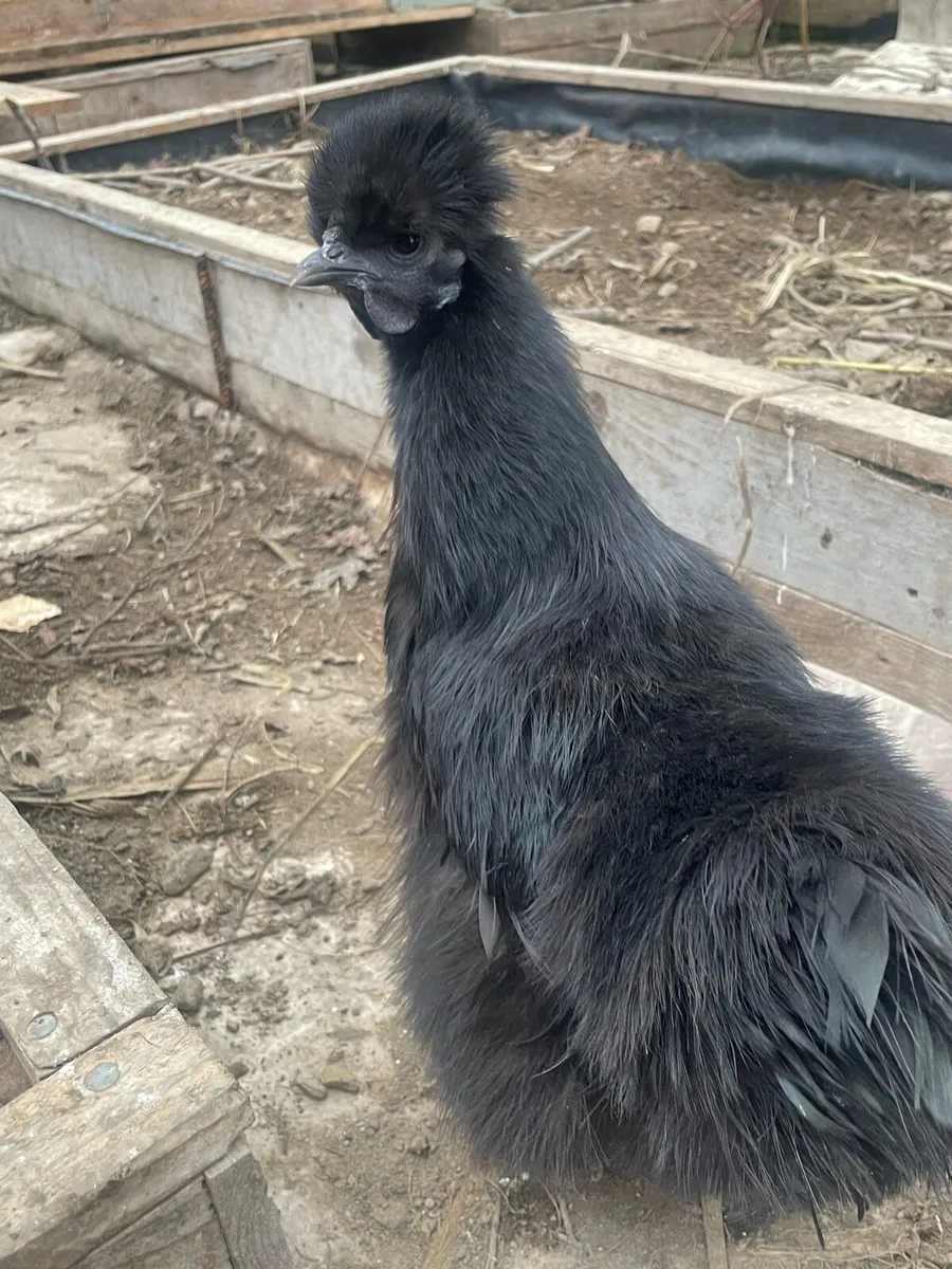 Silkie hens and roosters - Image 2