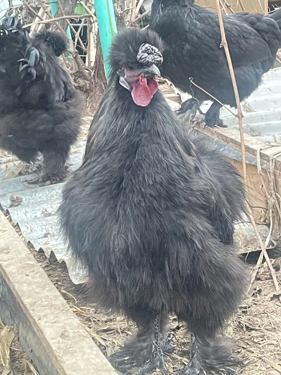 Silkie hens and roosters - Image 3