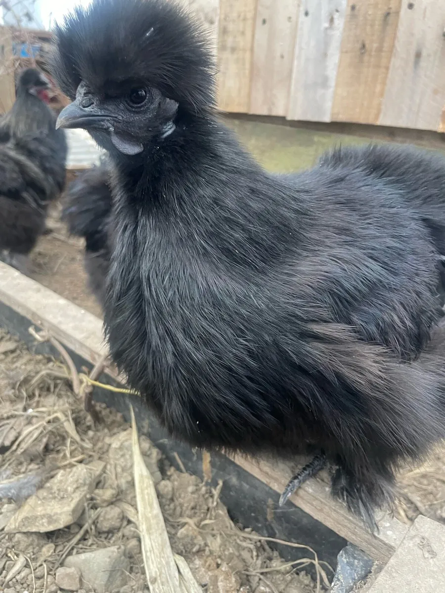 Silkie hens and roosters - Image 4