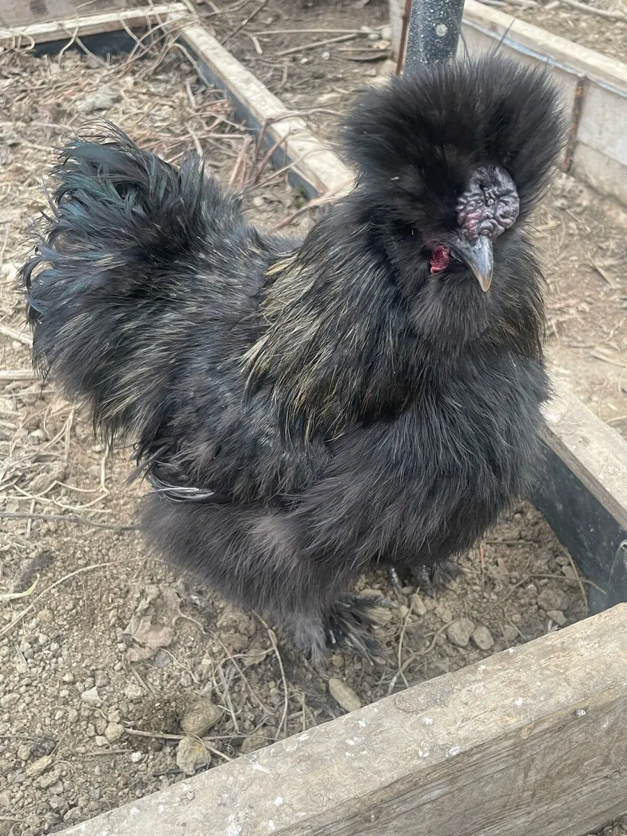 Silkie hens and roosters - Image 1