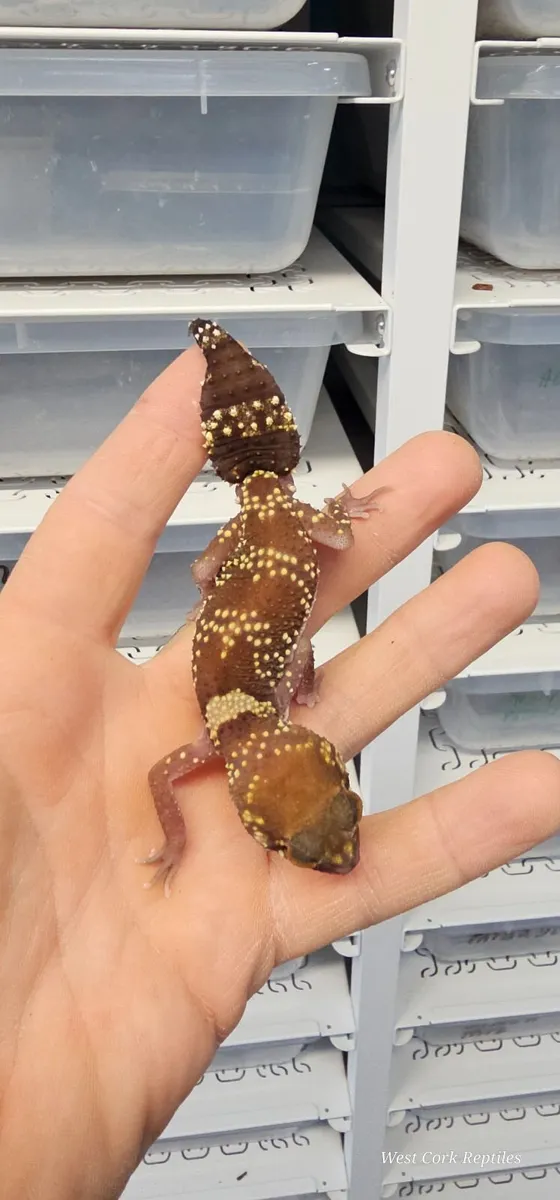 Barking gecko - Image 1