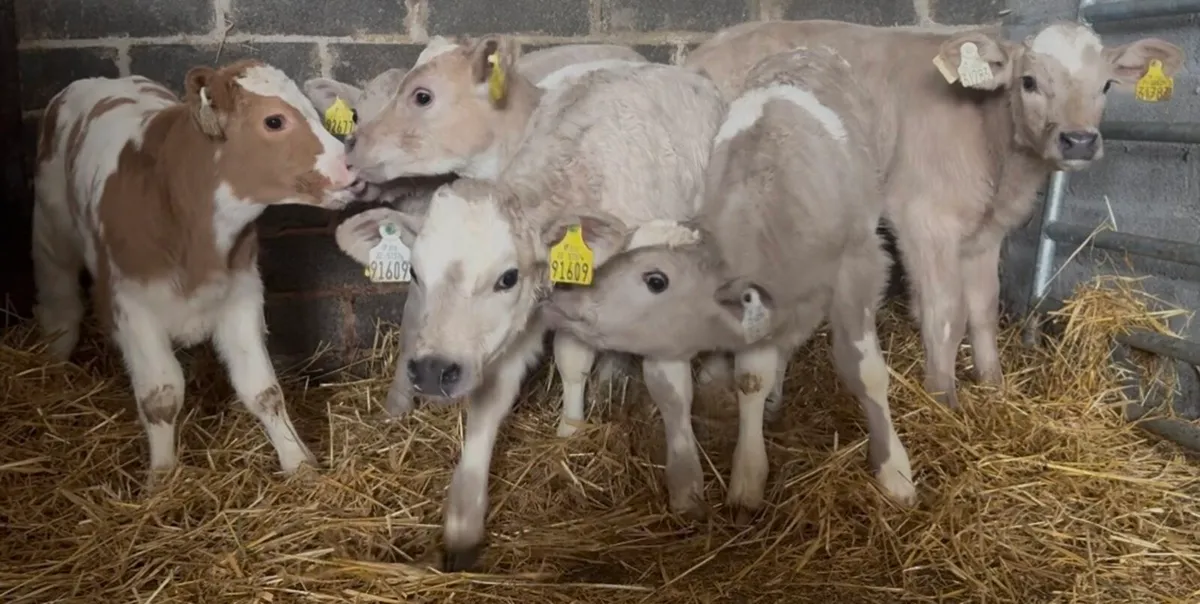 6 smashing CHR heifer calves - Image 1