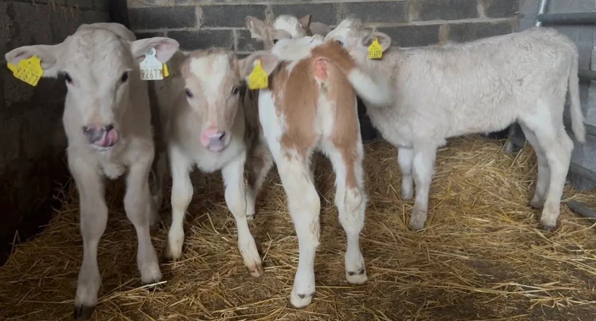 6 smashing CHR heifer calves - Image 2