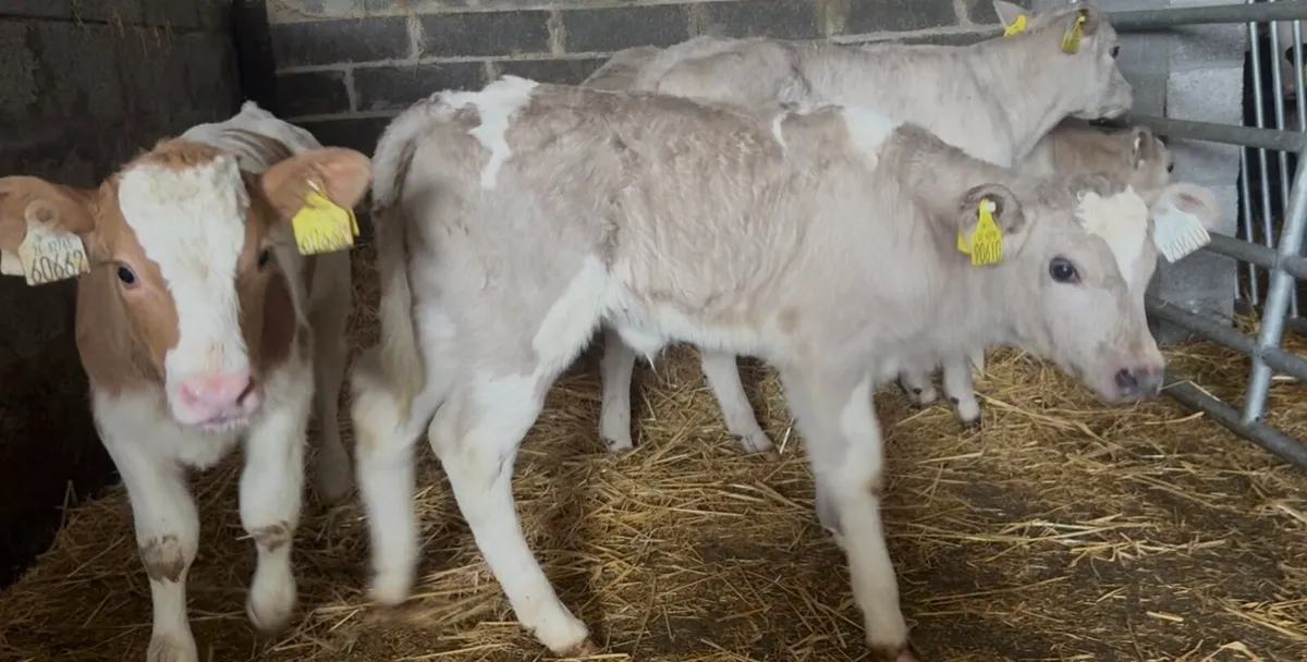 6 smashing CHR heifer calves - Image 3