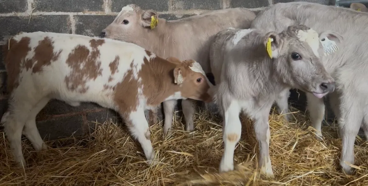 6 smashing CHR heifer calves - Image 4