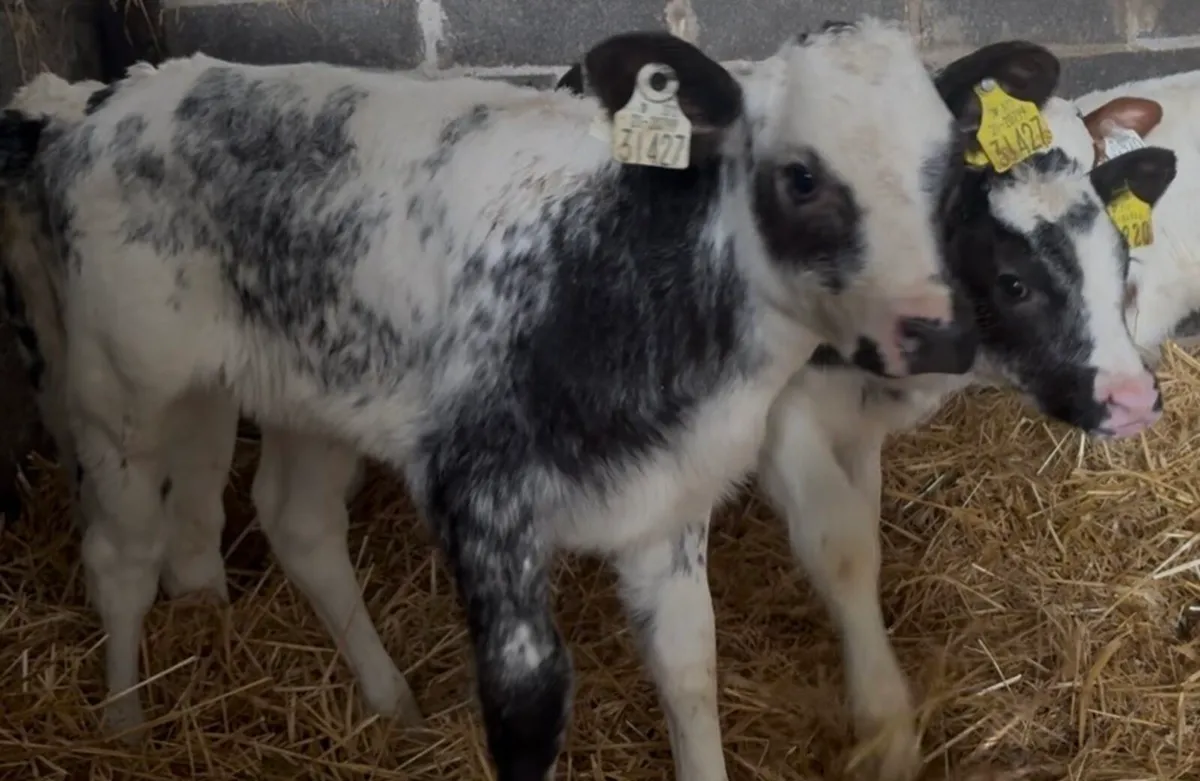 4 AI bred BB heifer calves - Image 1