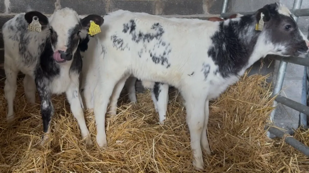 4 AI bred BB heifer calves - Image 2