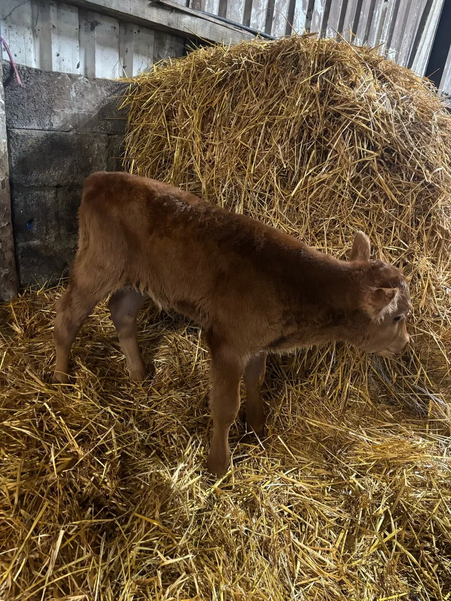 Red angus  calf - Image 1