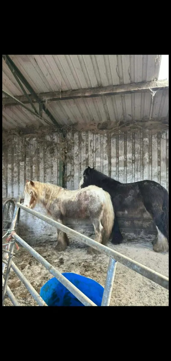 filly and colt - Image 1