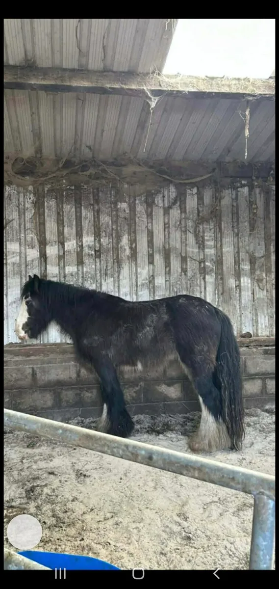 filly and colt - Image 2