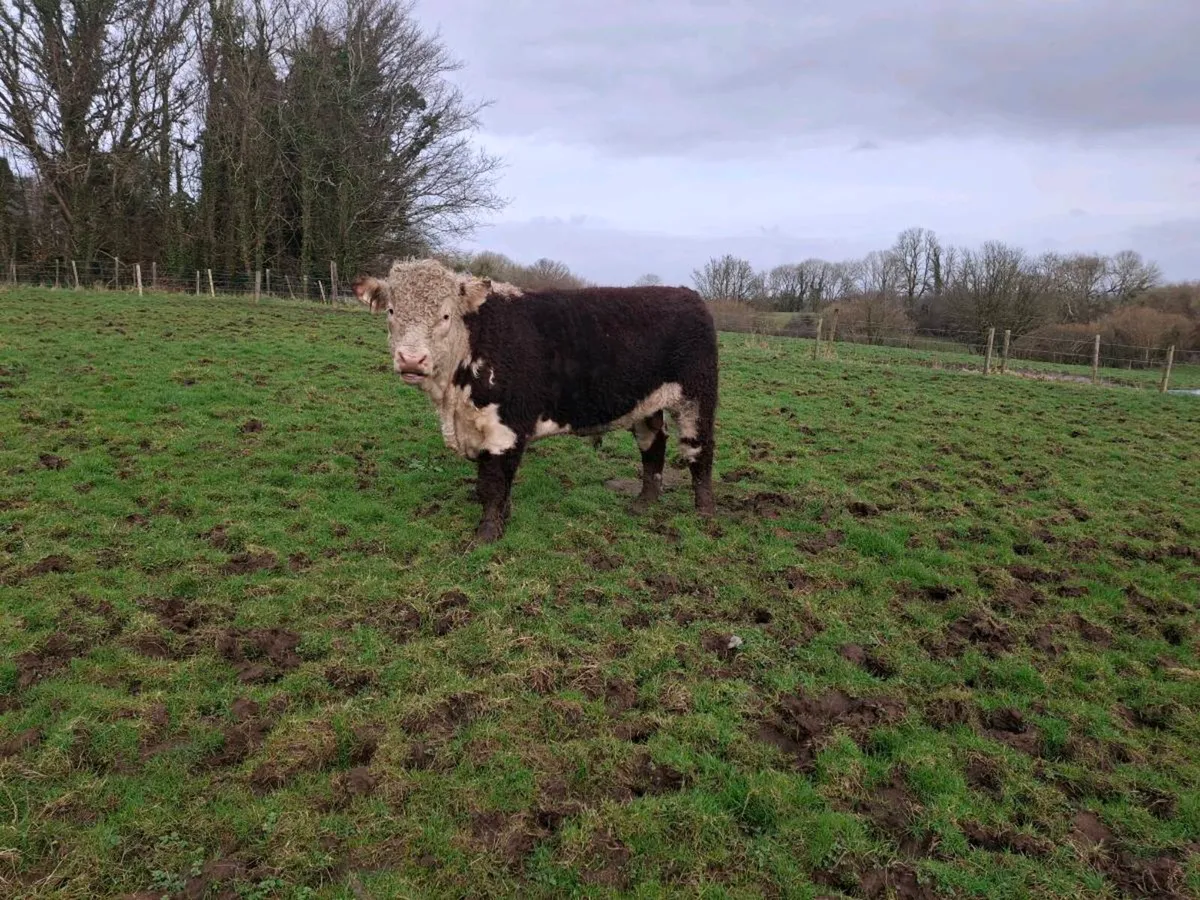 Hereford Bull for sale - Image 1