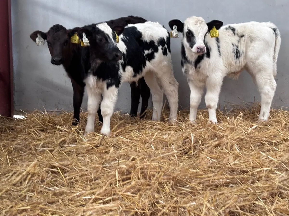 4 top quality continental calves for sale - Image 4