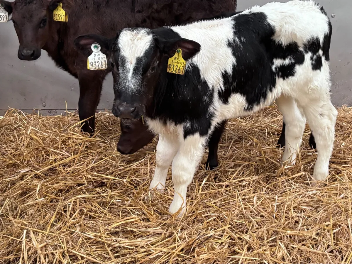4 top quality continental calves for sale - Image 1