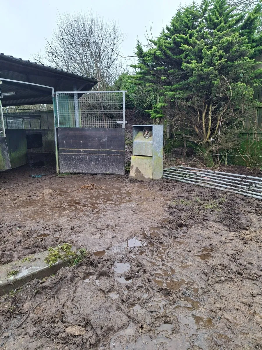 Equestrian Horse Walker - Image 1