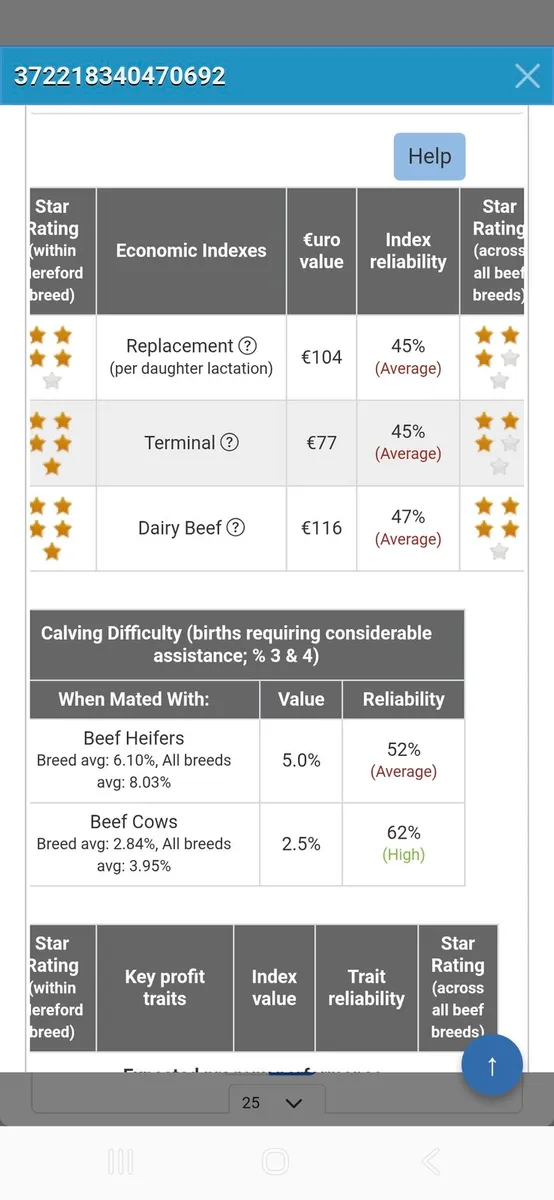 Hereford Bull for sale - Image 2