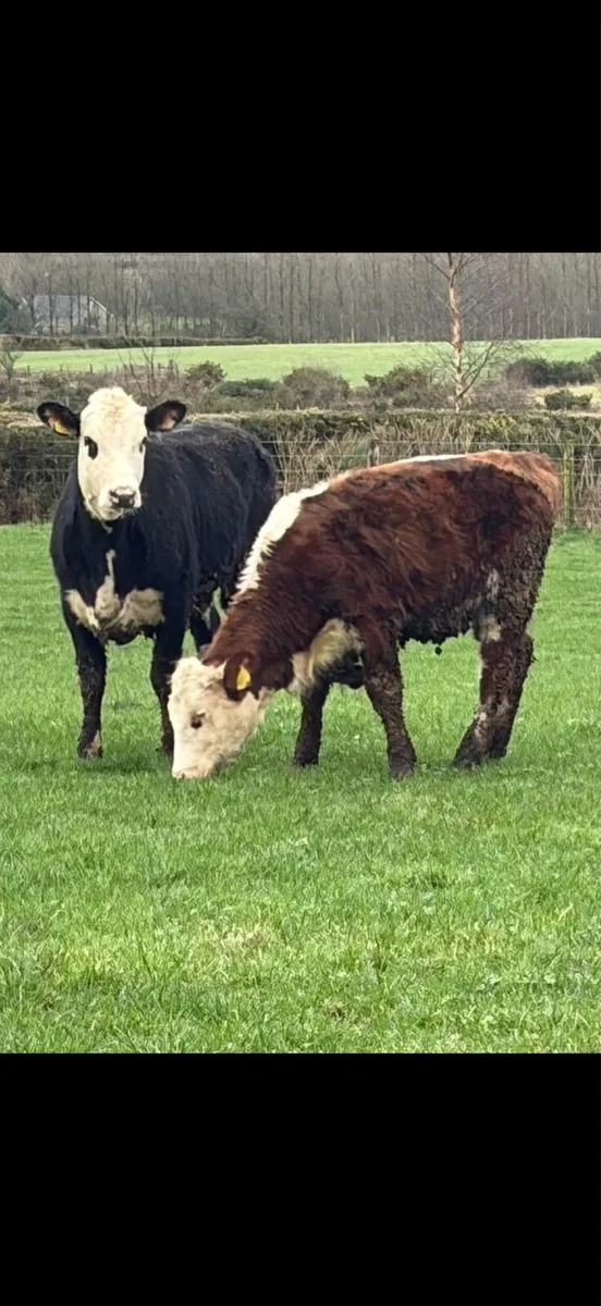 2 Great Hereford heifers - Image 1