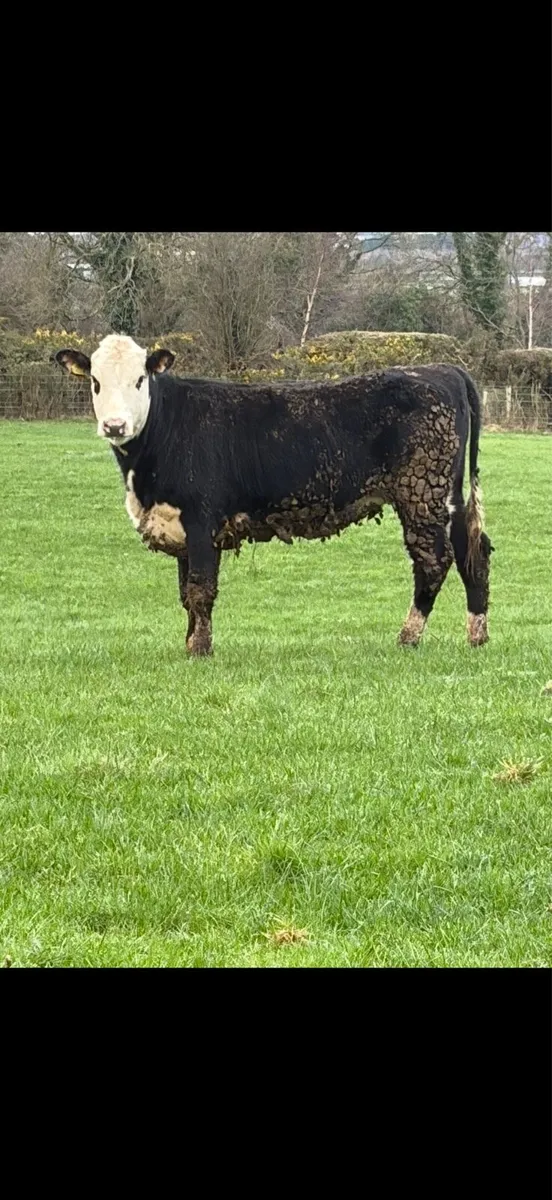 2 Great Hereford heifers - Image 2