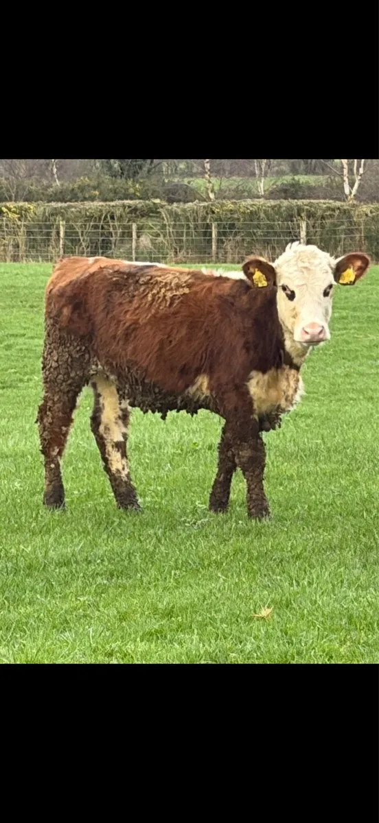 2 Great Hereford heifers - Image 3