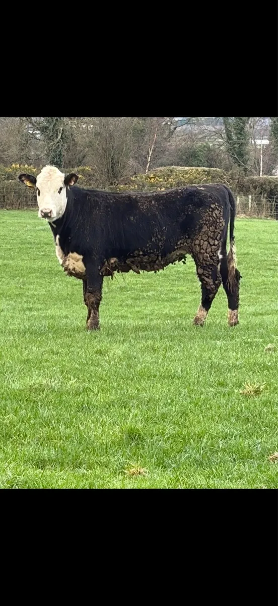 2 Great Hereford heifers - Image 4