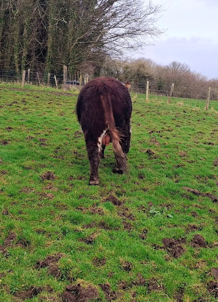 Hereford Bull for sale - Image 4