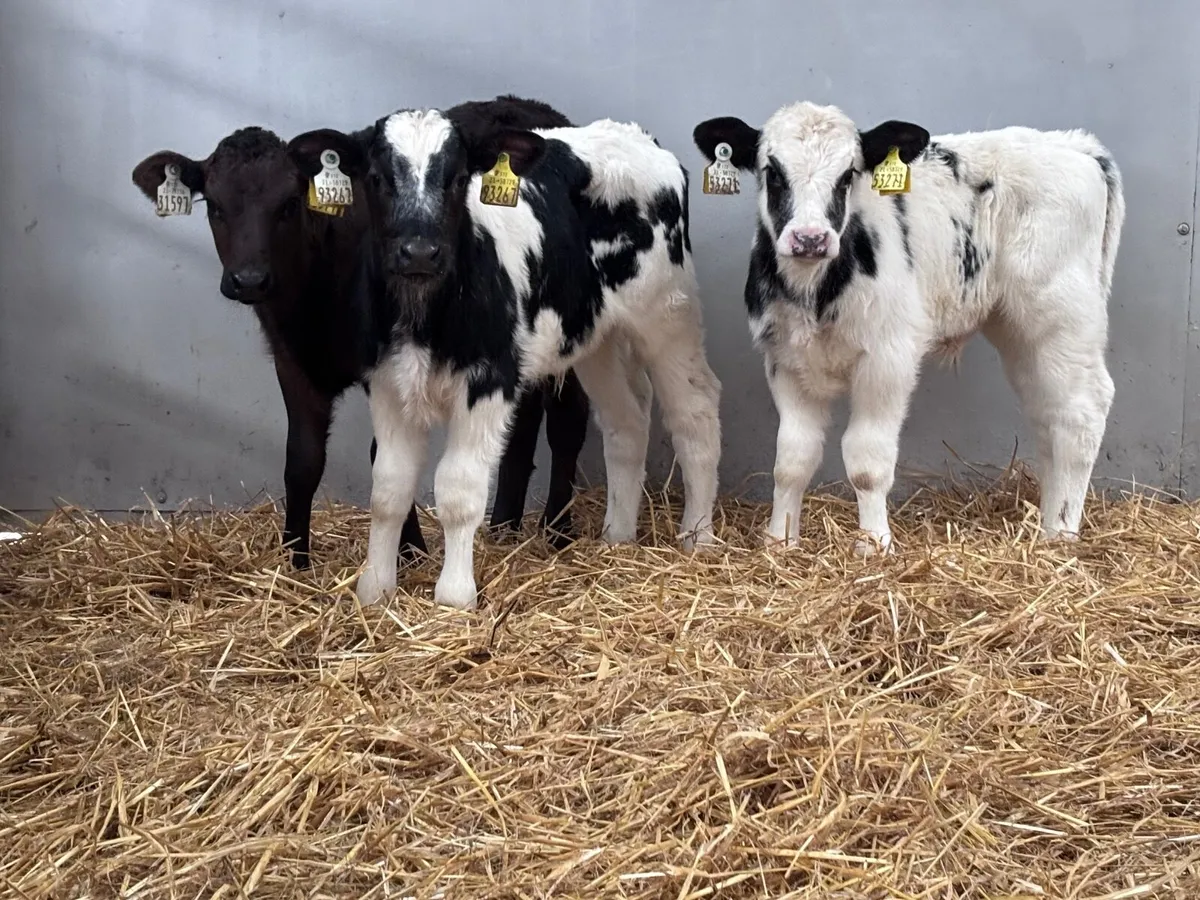 4 top quality continental calves for sale - Image 2