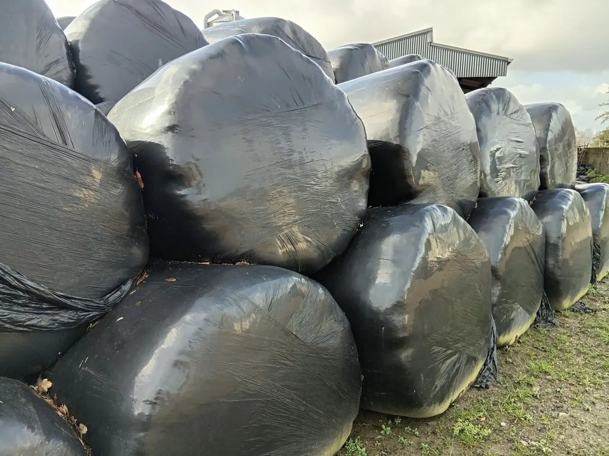 Silage Round Bales - Image 3