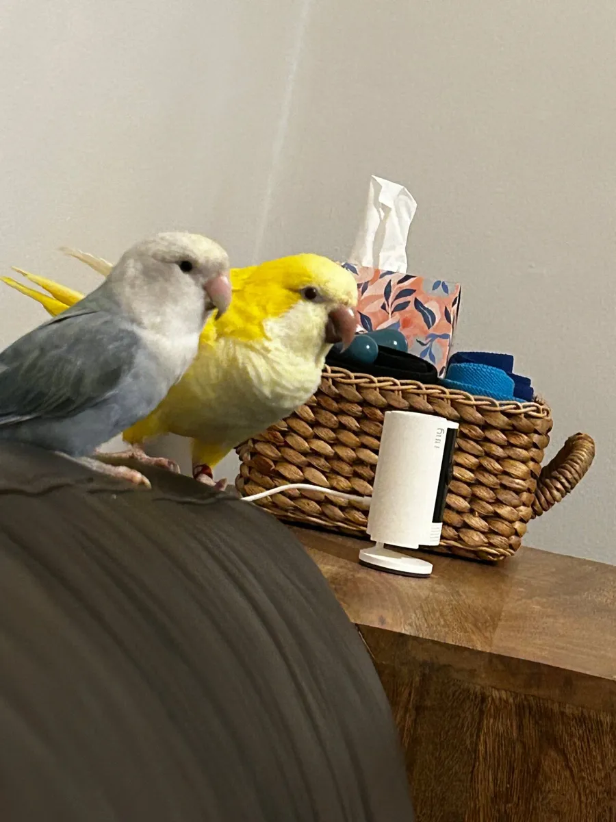 Bird sitting for 2 weeks WANTED