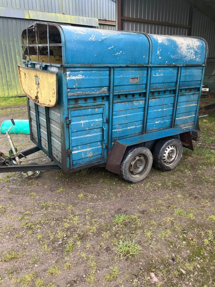 Cow box 8×4'6 - Image 2